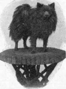 Pomeranian Bebe or Elizabeth Rothschild's Pomeranian dog, the breed carried in lifeboats by survivors of the Titanic disaster in 1912