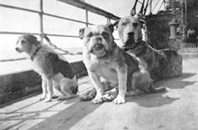 How many dogs were on board Titanic