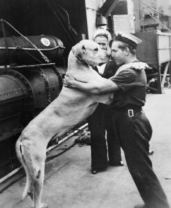 Able Seaman Just Nuisance Great Dane