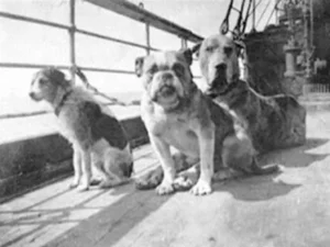 Dogs of the Titanic